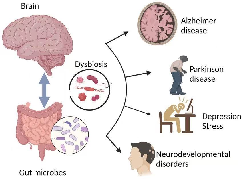 Gut-brain axis illustration for cognitive health research context